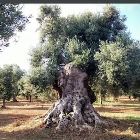 In Bb - Stunning Quadruple In Ancient Masseria Near The Sea In A Quiet Olive Trees