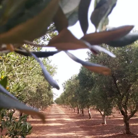 In Bb - Stunning Quadruple In Ancient Masseria Near The Sea In A Quiet Olive Trees Guest house Ostuni